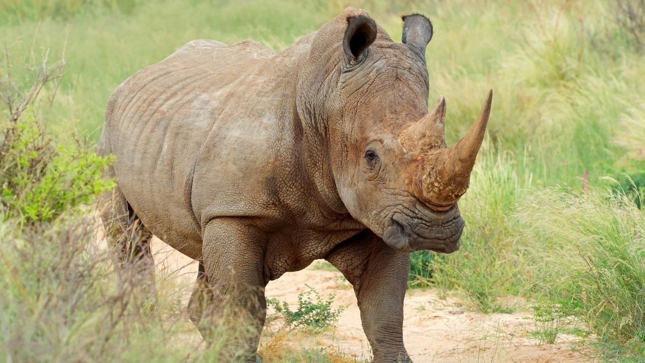 World Rhino Day 2026: Assam Reports Zero Poaching, CM Highlights Conservation Success