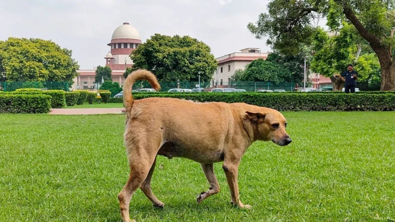 Supreme Court Rejects Plea on Removal of Dogs From Public Institutions