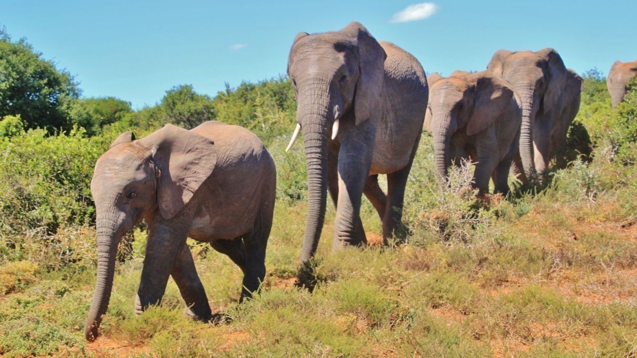 Court Declines To Restrain Transfer Of 5 Elephants From Assam To Tamil Nadu